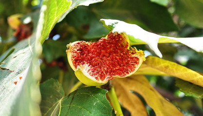 Beautiful flowers of Turkey, the province of Kemer, Beldibi village. You can see bright and juicy...