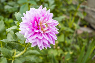 single pink dahlia flower with green background