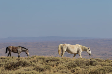 Naklejka na ściany i meble Wild horses in the Colorado High Desert