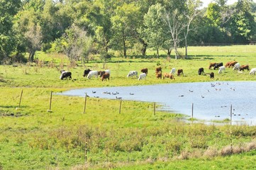 Cows and Geese