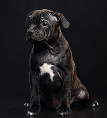 English Staffordshire Bull Terrier Dog  Isolated  on Black Background in studio