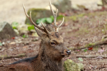 宮島のシカ、コロニーのボス