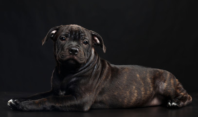 English Staffordshire Bull Terrier Dog  Isolated  on Black Background in studio