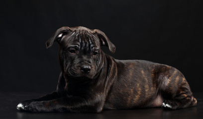 English Staffordshire Bull Terrier Dog  Isolated  on Black Background in studio