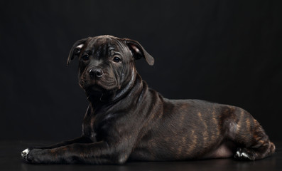 English Staffordshire Bull Terrier Dog  Isolated  on Black Background in studio