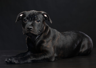 English Staffordshire Bull Terrier Dog  Isolated  on Black Background in studio
