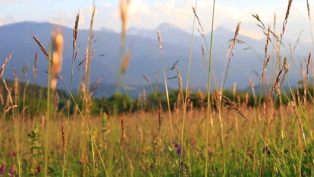 meadow of flowers and grass in summer and pyrenean landscape at sunset, Occitanie in the south of France
