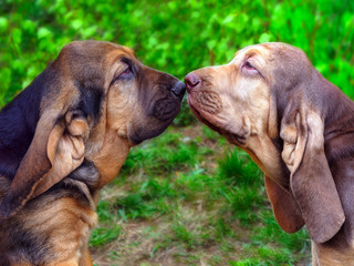 Two Bloodhound puppies - obrazy, fototapety, plakaty