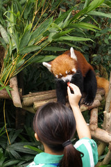 Red Panda or lesser panda (Ailurus fulgens)