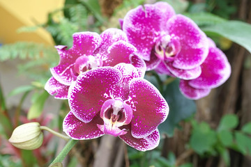 Fototapeta na wymiar Orchids flowers in garden. Closeup of bouquet orchids flowers with green leaves nature background. Orchids is considered the queen of flowers in Thailand. Soft focus