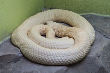 Snake