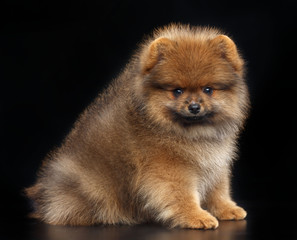 Pomeranian spitz Dog on Isolated Black Background in studio