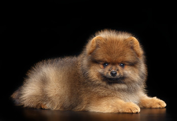 Obraz premium Pomeranian spitz Dog on Isolated Black Background in studio