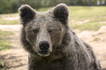 Fototapeta premium Europese bruine beer knipoogt