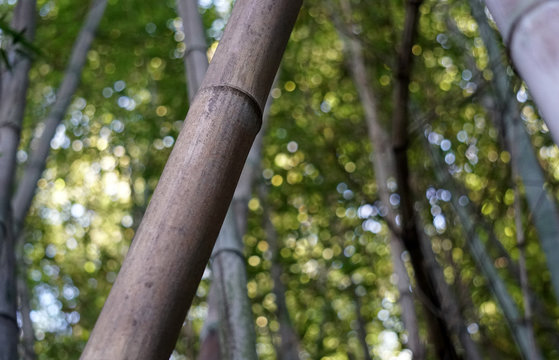 Museo Orto Botanico,  Universit&agrave; di Roma La Sapienza