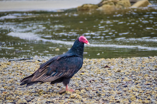 Jote bird in Puerto Cisne, Carretera austral in Chile