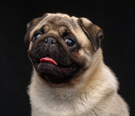 Pug dog on Isolated Black Background in studio