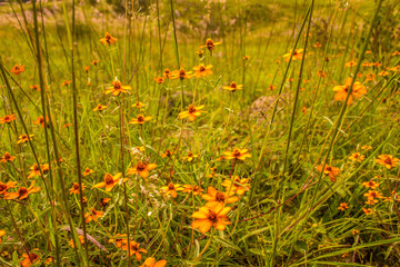 field of flowers