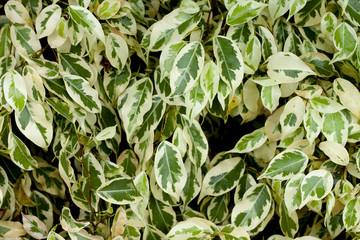Nature tropical top view of leaves Alkaline Ficus Benjamina dark tone. for background and texture.