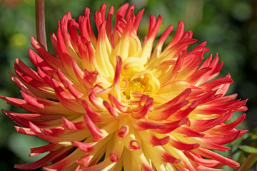 Rot und gelb blühende Dahlie, Dahlias