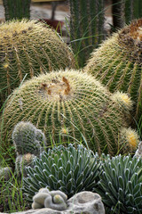 Naklejka na ściany i meble Giardino di cactus e piante grasse, Mondello, palermo
