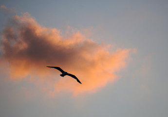 Fototapeta na wymiar Gabbiano al tramonto