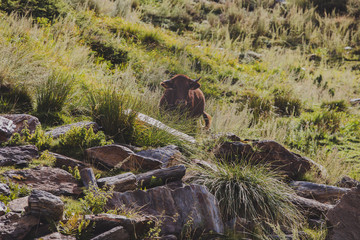 Natural Cows in sunny landscape