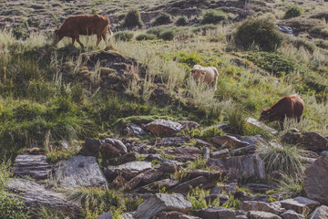 Natural Cows in sunny landscape