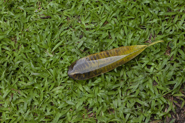 Single of Plumeria dry leaves on green lawn with water on top.