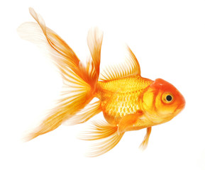 Fototapeta premium Goldfish isolated on white background