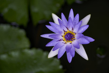 Purple lotus flower with bee close up