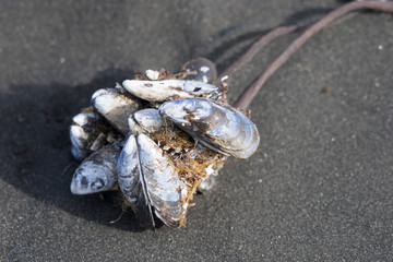 Treibgut / Muscheln am schwarzen Strand - Island 