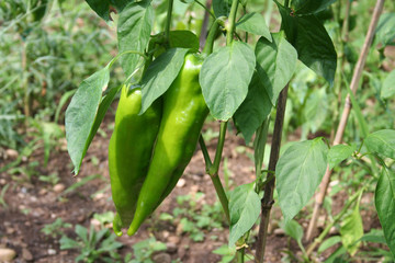 Long green peppers growing on plant in the vegetable garden 
