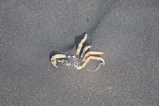 Treibgut / tote Krabbe am schwarzen Strand - Island 