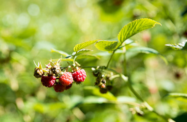 Ripe raspberries on raspberry bushes in nature