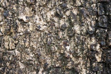 Texture of rough surface old tree with humidity