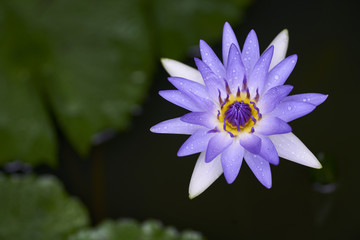 Purple lotus flower with bee close up