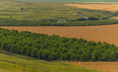 Fototapeta na wymiar Fruit gardens. Green fields. Agricultural landscape. Cherry, apple. Harvest. South of Russia. Geometry of fields.