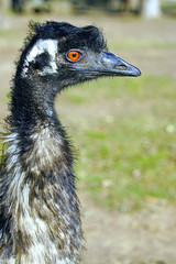 An Emu bird (Dromaius novaehollandiae) in Australia 