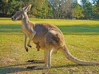 Naklejka na ściany i meble An Australian kangaroo mother with a baby joey at a park in Brisbane
