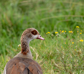 Egyptian Goose