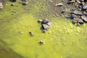 Nasse, rote Steine mit grünem Seetang überwuchert - Ostfjorde / Island