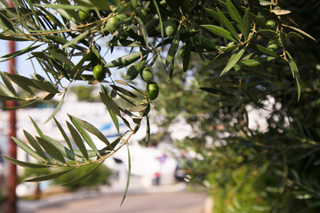 close up of olives growing on a tree in a mediterranean town