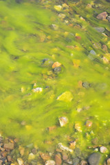 Nasse, rote Steine mit grünem Seetang überwuchert - Ostfjorde / Island
