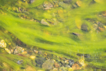 Nasse, rote Steine mit grünem Seetang überwuchert - Ostfjorde / Island