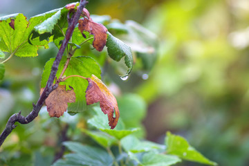 Leafs begin to fade on the branches of the currants, autumn arrives_