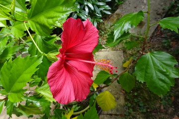 Fleur Hibiscus Plante
