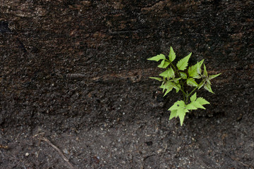 Seedlings of trees under Large wooden trunk.