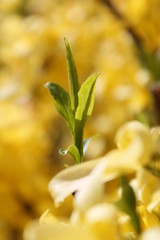 Forsythien
