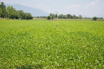 Beautiful Soybean field in summer: Agricultural landscape